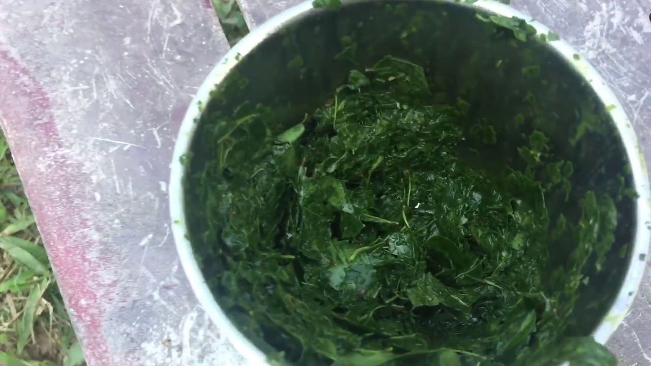 Chữa bệnh nấm họng cho gà chọi cực hiệu quả