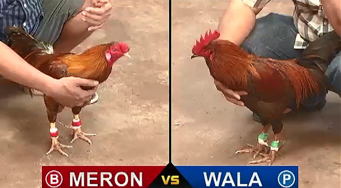 Xem lại video đá gà cựa sắt ngày hôm nay